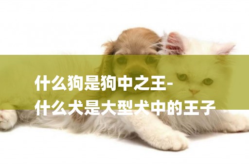 什么狗是狗中之王-
什么犬是大型犬中的王子