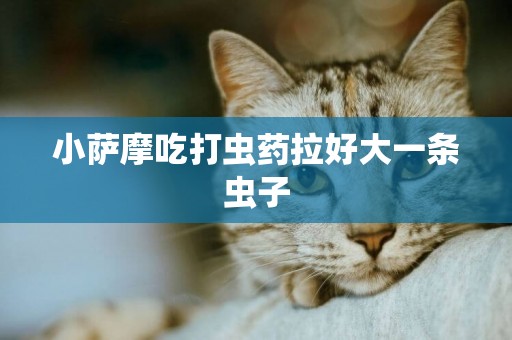 小薩摩吃打蟲藥拉好大一條蟲子