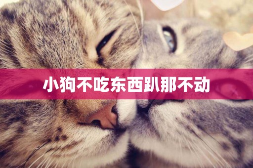 小狗不吃東西趴那不動