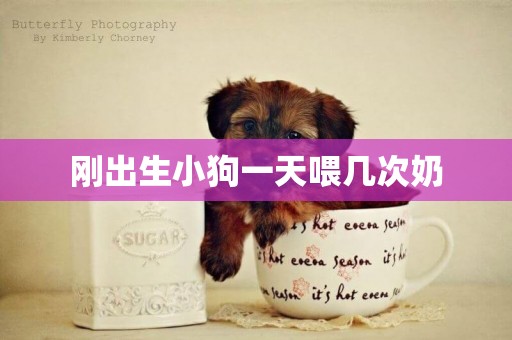 剛出生小狗一天喂幾次奶