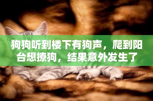 狗狗聽到樓下有狗聲，爬到陽臺想撩狗，結果意外發生了
