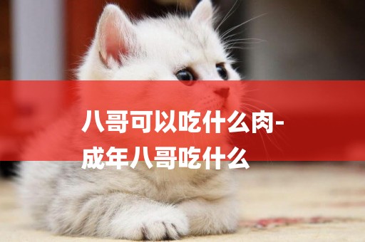 八哥可以吃什么肉-
成年八哥吃什么