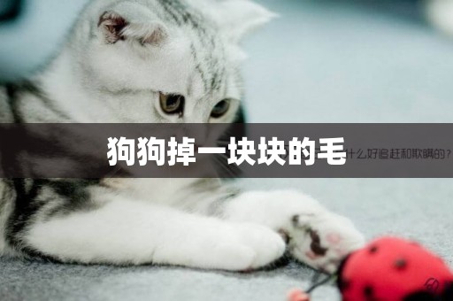 狗狗掉一塊塊的毛