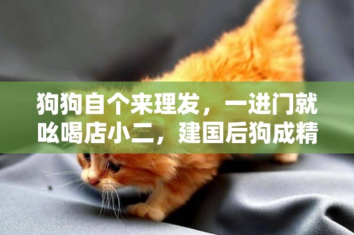 狗狗自個來理發，一進門就吆喝店小二，建國后狗成精了
