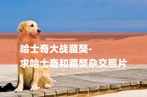 哈士奇大戰藏獒-
求哈士奇和藏獒雜交照片
