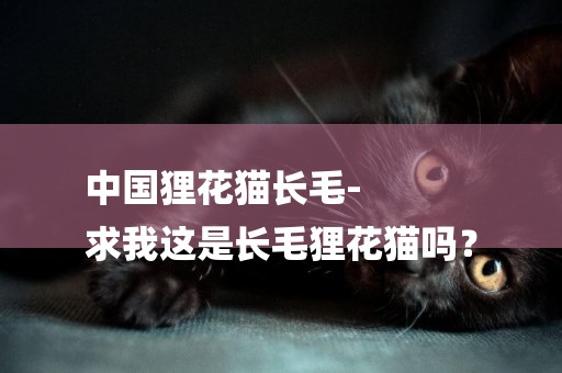 中國貍花貓長毛-
求我這是長毛貍花貓嗎？