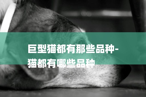 巨型貓都有那些品種-
貓都有哪些品種