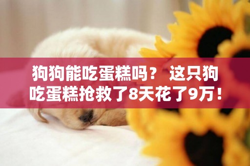 狗狗能吃蛋糕嗎？ 這只狗吃蛋糕搶救了8天花了9萬！