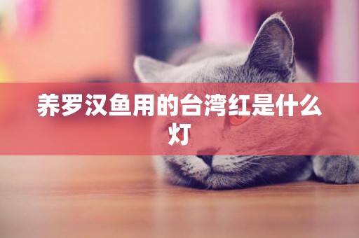 養羅漢魚用的臺灣紅是什么燈
