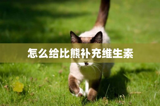 怎么給比熊補充維生素