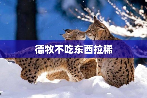 德牧不吃東西拉稀