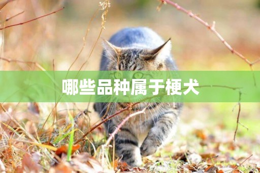 哪些品種屬于梗犬