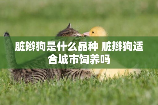 臟辮狗是什么品種 臟辮狗適合城市飼養嗎