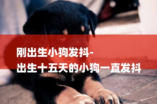 剛出生小狗發抖-
出生十五天的小狗一直發抖