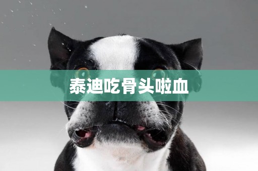 泰迪吃骨頭啦血