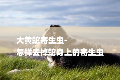 大黃蛇寄生蟲-
怎樣去掉蛇身上的寄生蟲