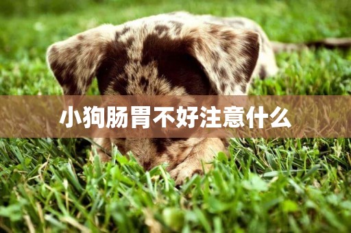 小狗腸胃不好注意什么