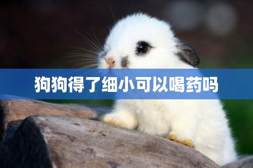 狗狗得了細小可以喝藥嗎