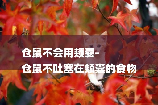 倉鼠不會用頰囊-
倉鼠不吐塞在頰囊的食物