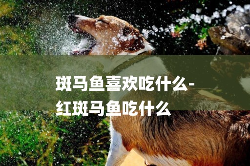 斑馬魚喜歡吃什么-
紅斑馬魚吃什么