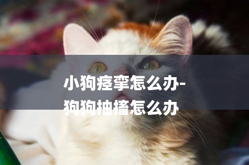 小狗痙攣怎么辦-
狗狗抽搐怎么辦