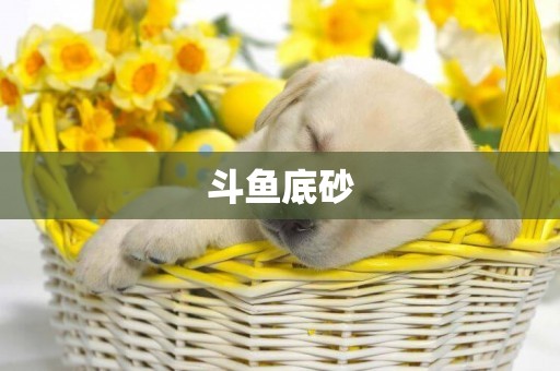 斗魚底砂