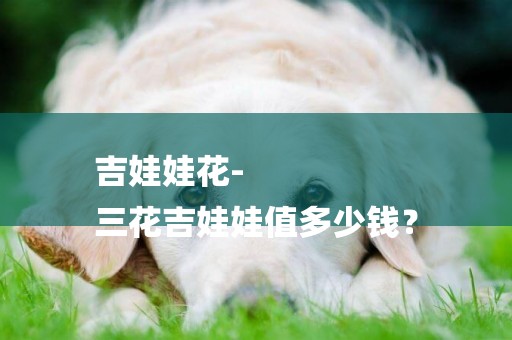 吉娃娃花-
三花吉娃娃值多少錢？