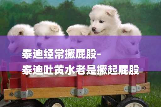 泰迪經常撅屁股-
泰迪吐黃水老是撅起屁股