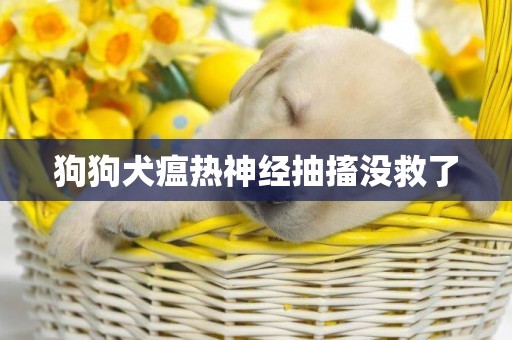狗狗犬瘟熱神經抽搐沒救了