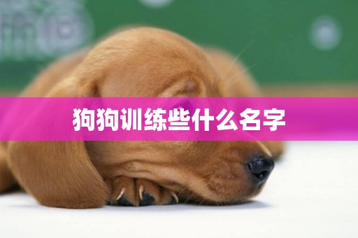 狗狗訓練些什么名字