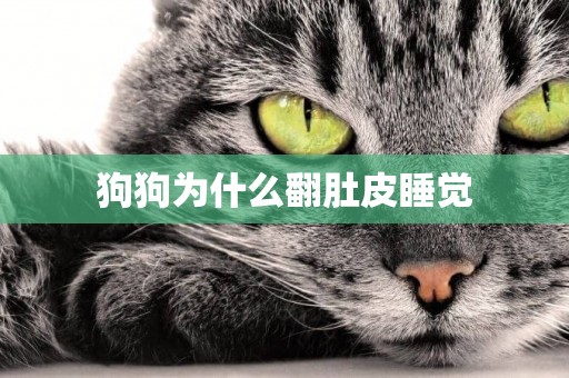 狗狗為什么翻肚皮睡覺
