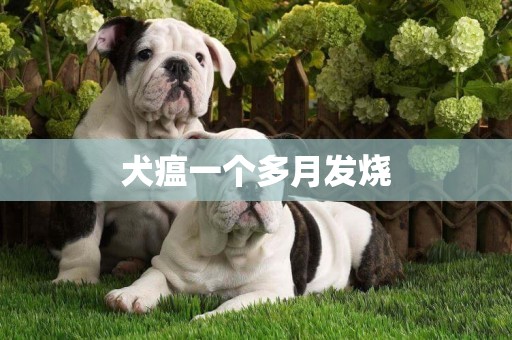 犬瘟一個多月發燒