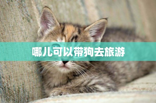 哪兒可以帶狗去旅游