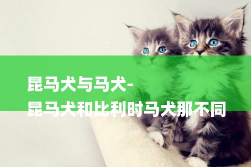 昆馬犬與馬犬-
昆馬犬和比利時馬犬那不同