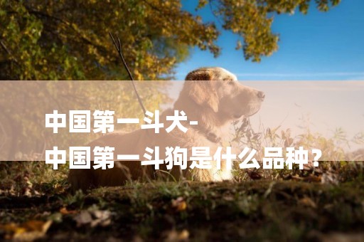 中國第一斗犬-
中國第一斗狗是什么品種？