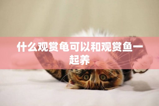 什么觀賞龜可以和觀賞魚一起養