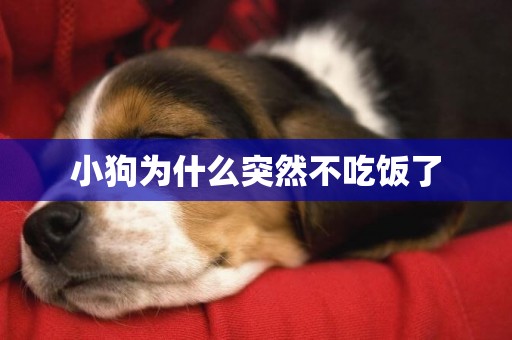 小狗為什么突然不吃飯了