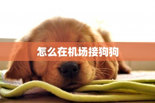 怎么在機場接狗狗