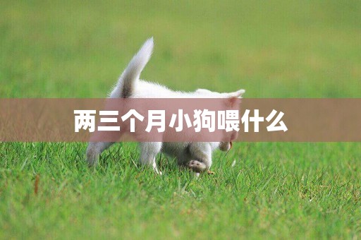兩三個月小狗喂什么