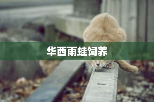 華西雨蛙飼養