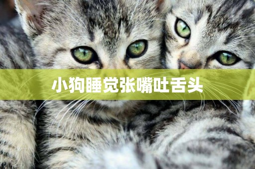 小狗睡覺張嘴吐舌頭