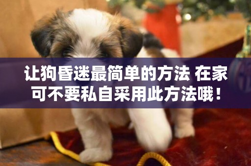 讓狗昏迷最簡單的方法 在家可不要私自采用此方法哦！