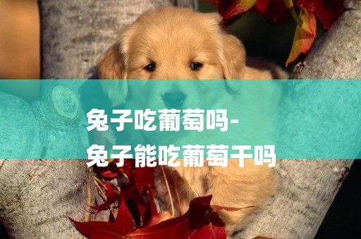 兔子吃葡萄嗎-
兔子能吃葡萄干嗎