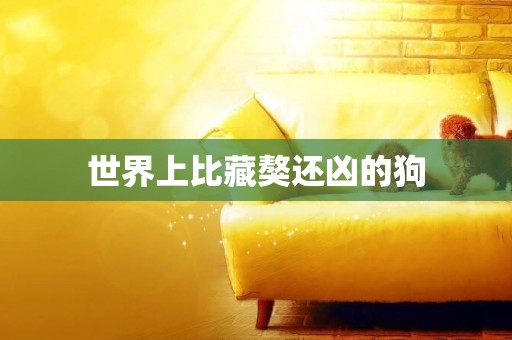 世界上比藏獒還兇的狗
