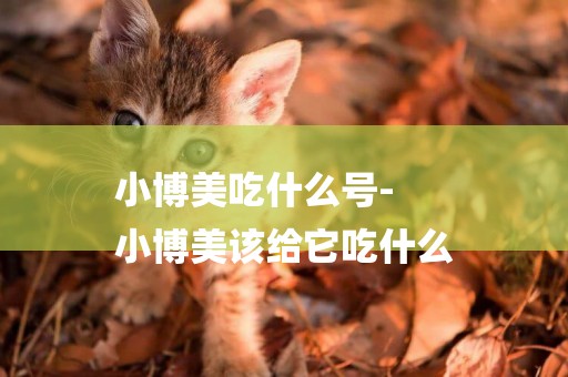 小博美吃什么號-
小博美該給它吃什么