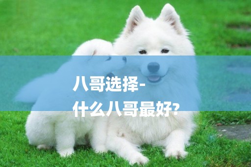 八哥選擇-
什么八哥最好?