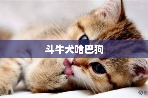 斗牛犬哈巴狗