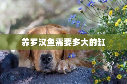 養羅漢魚需要多大的缸