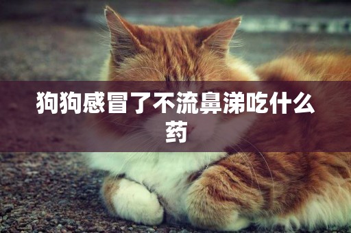狗狗感冒了不流鼻涕吃什么藥