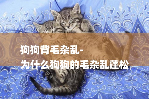 狗狗背毛雜亂-
為什么狗狗的毛雜亂蓬松